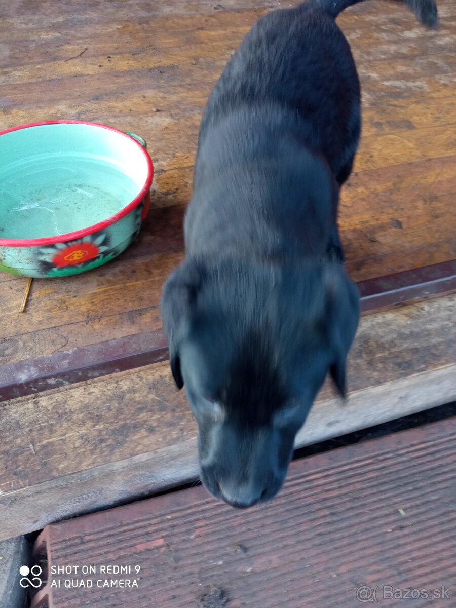 Šteniatka labradorov - 2