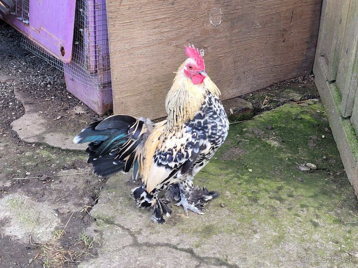 Kohútik miflerka ročny - 2