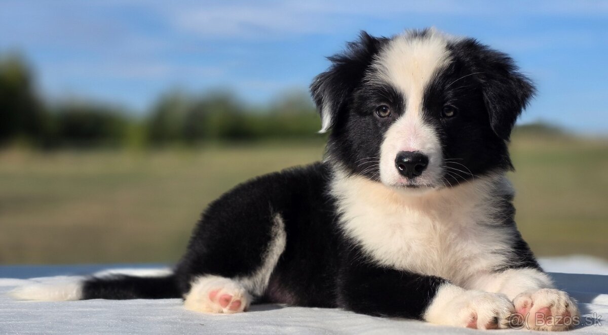 Border Collie/ kólia - 2