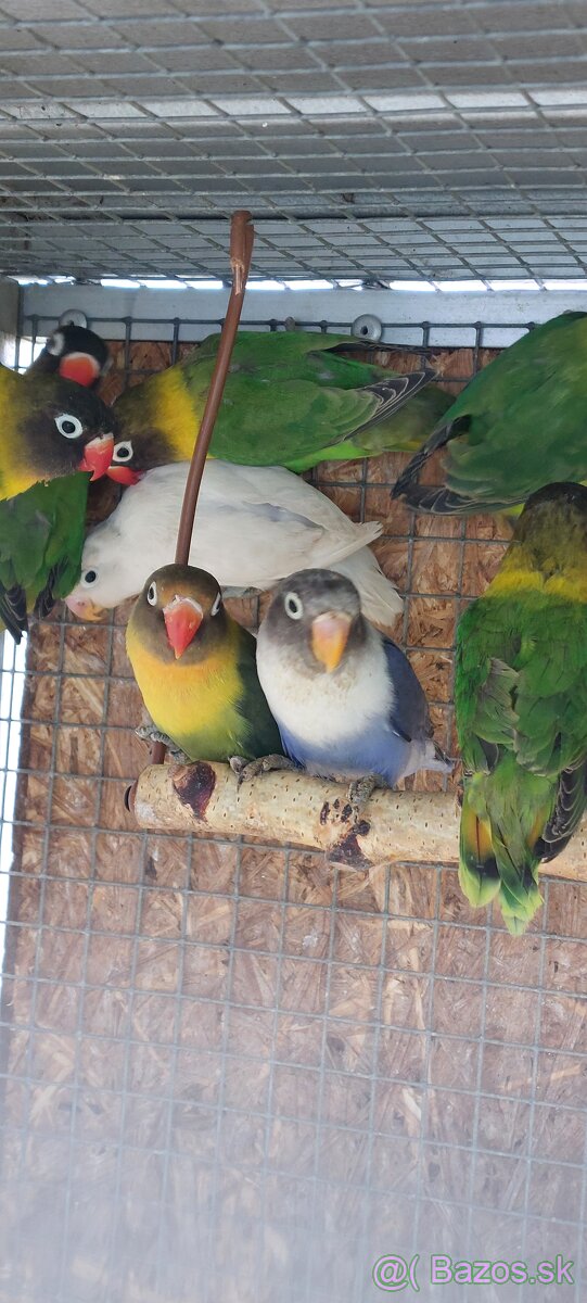 Predám ml agapornisy - 2