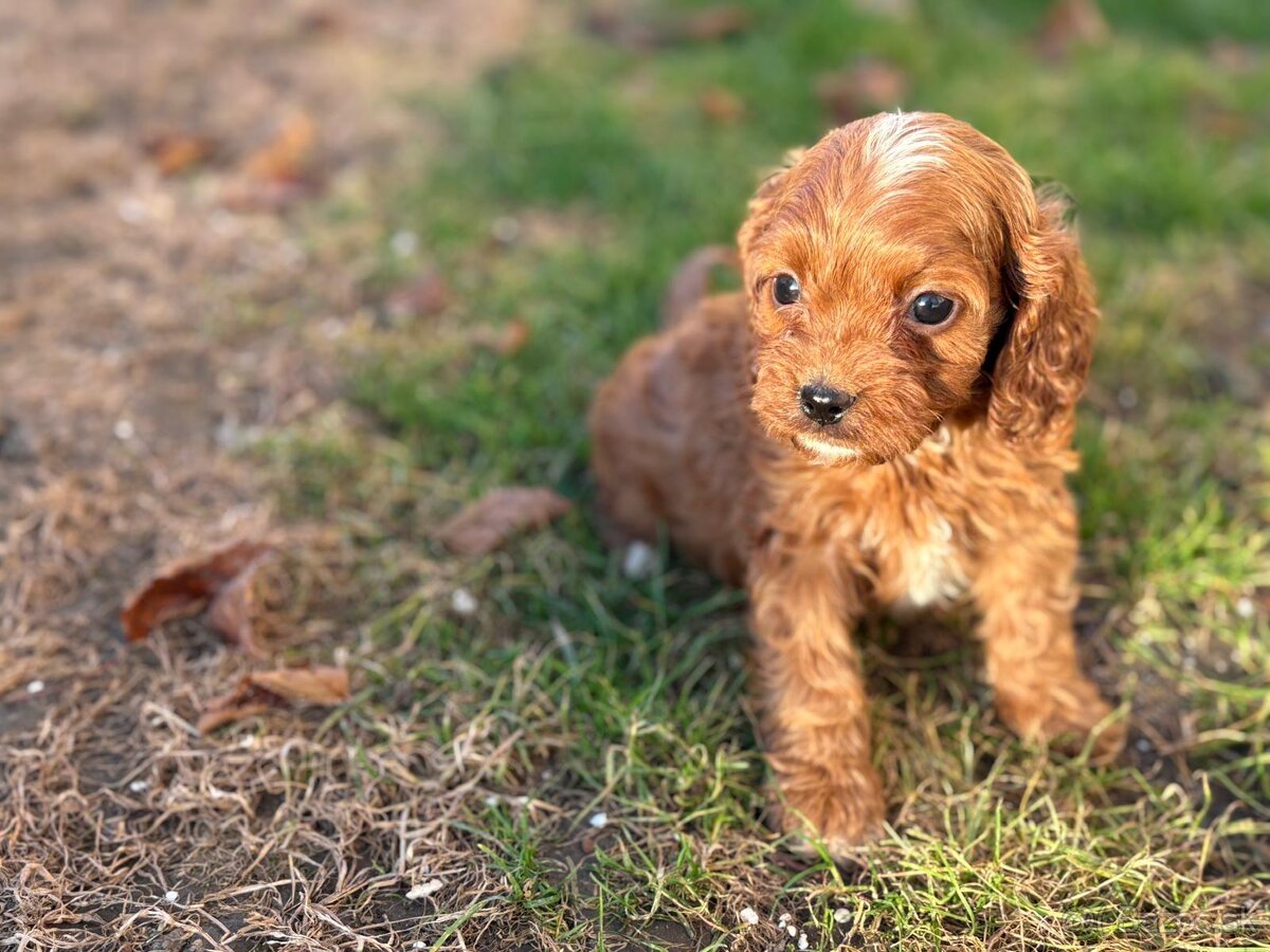 Cavapoo - 2