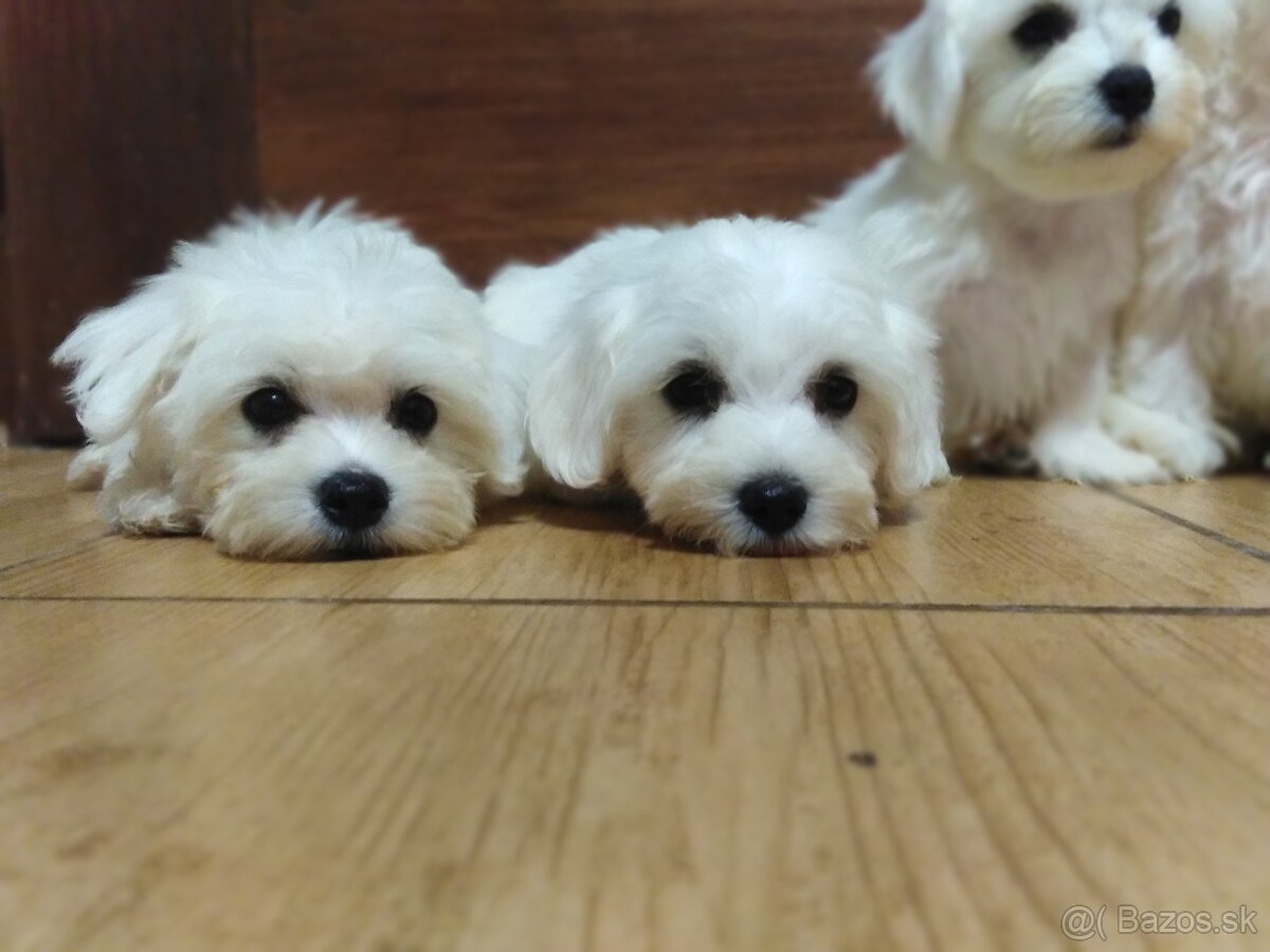 Maltezák šteniatka - 2