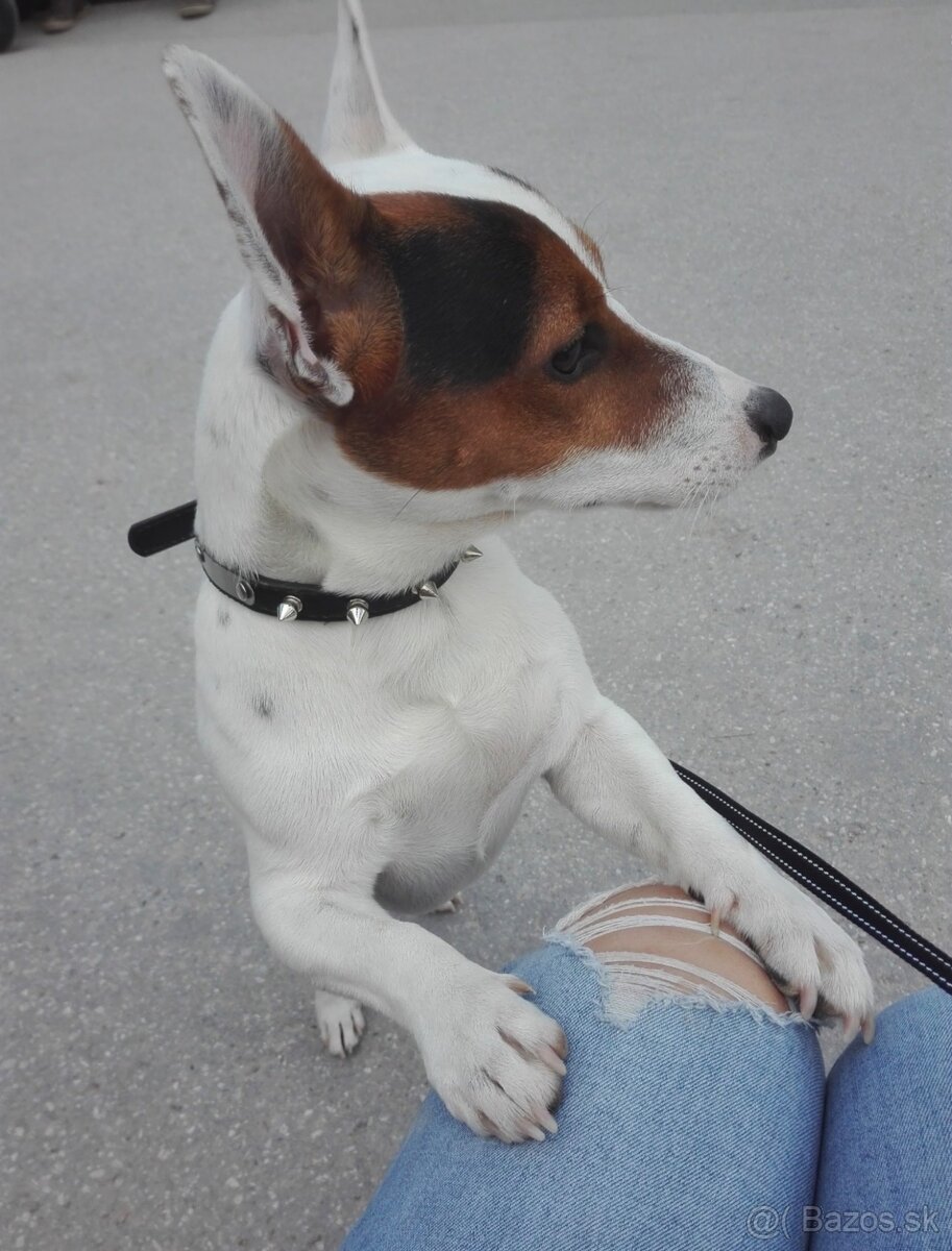 Darujem psa jack russel - 2