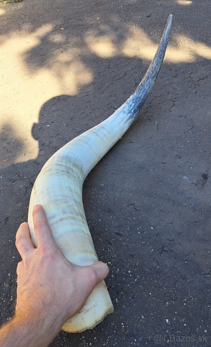 Trofeje, rohy maďarský stepný - 2