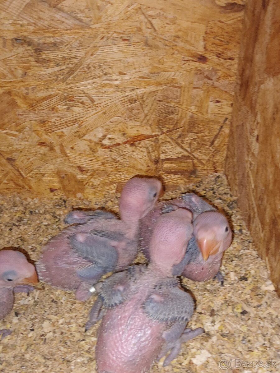 Alexander Veľký - 2