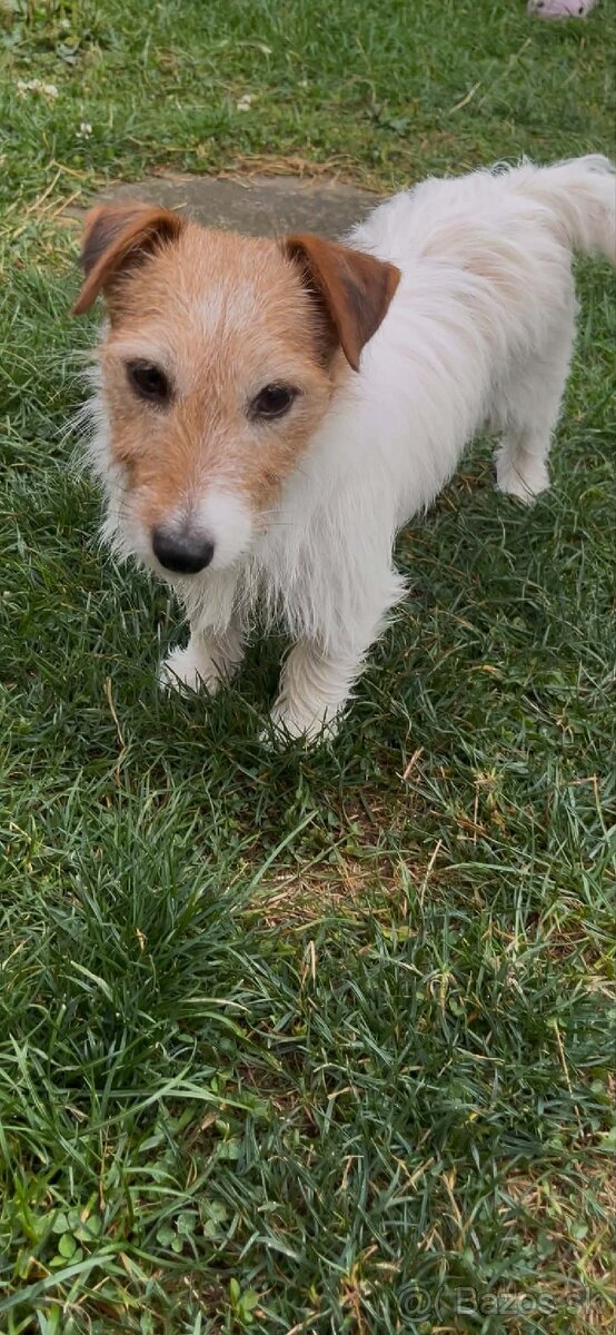 Darujem Fenku Jack Russell Terier - 2