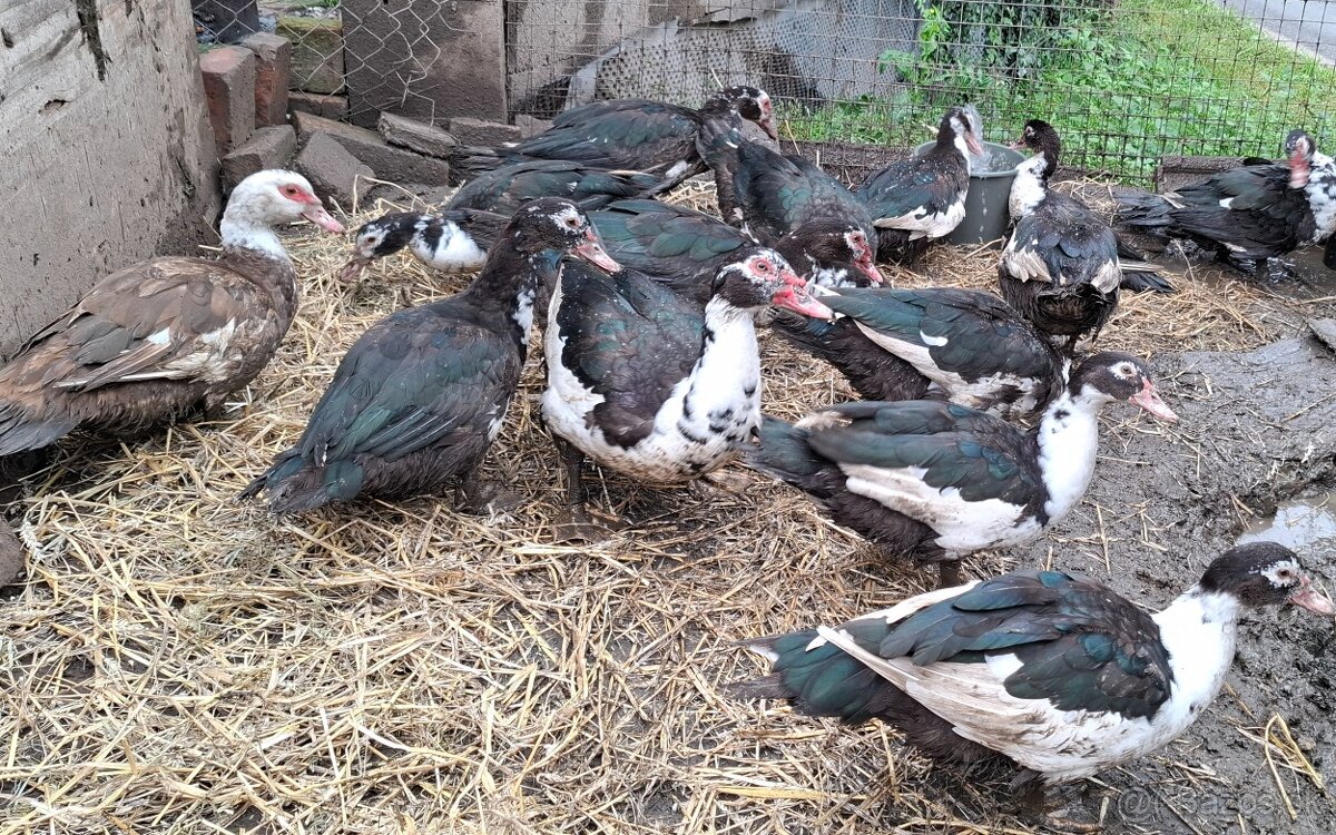 Kačica pižmová (čínska) - 2