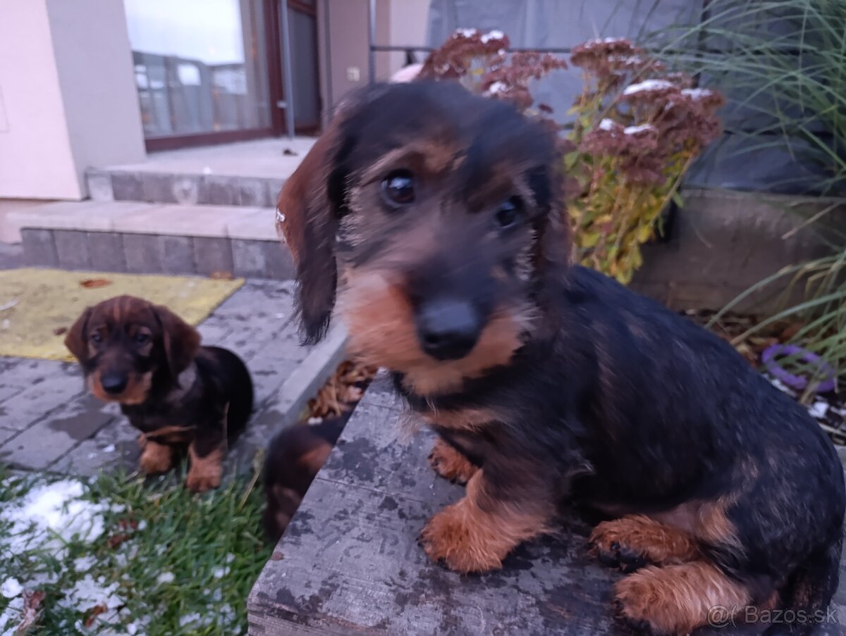 Jazvečík Hrubosrstý - 2