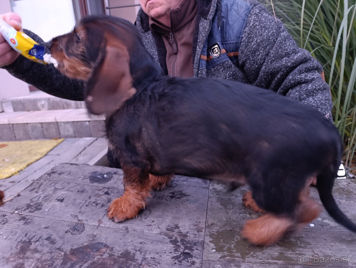 Jazvečík Hrubosrstý - 2