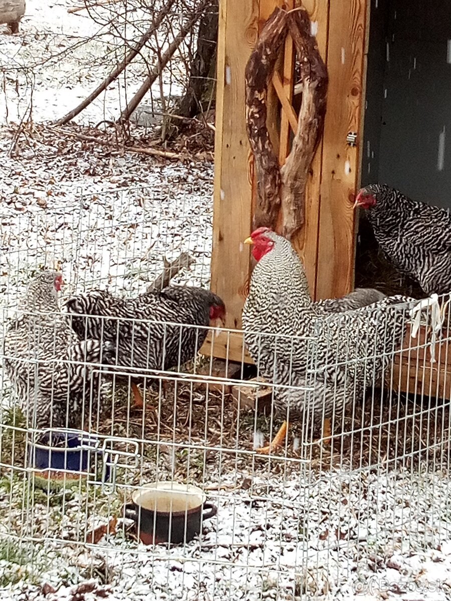 Predám NÁSADOVÉ VAJ. - 2