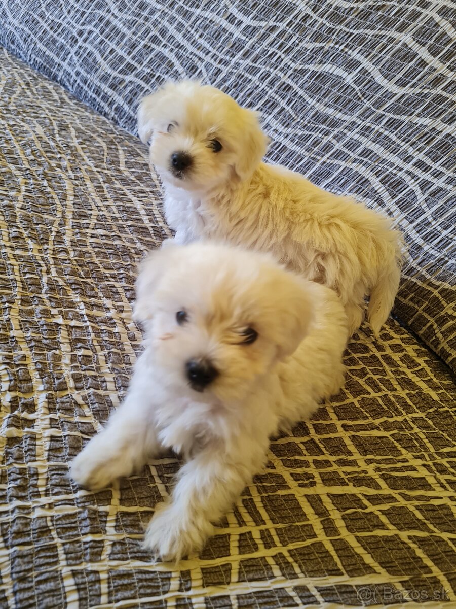 Mini maltezak - 2