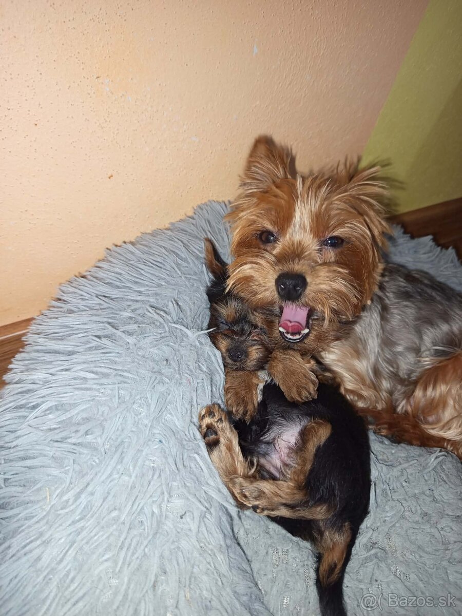 Yorkshirsky terier - 2