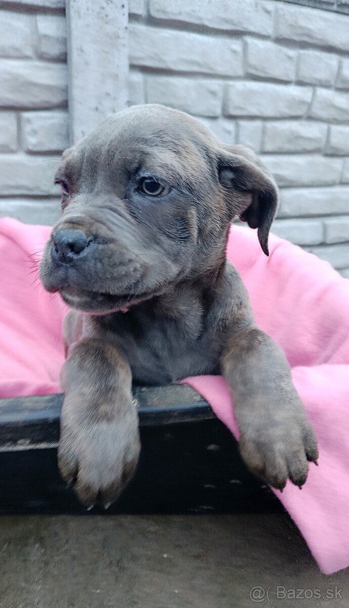 Cane Corso šteniatka - 2