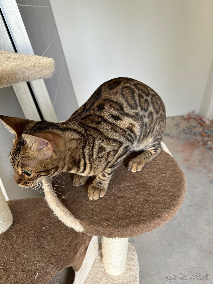 Bengálsky kocúr , bengálska - 2