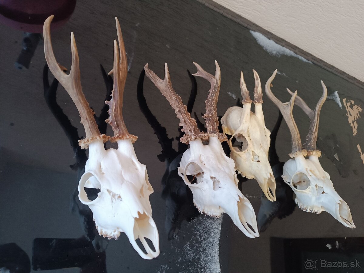 Parohy, zhody, trofeje, srnce - 2