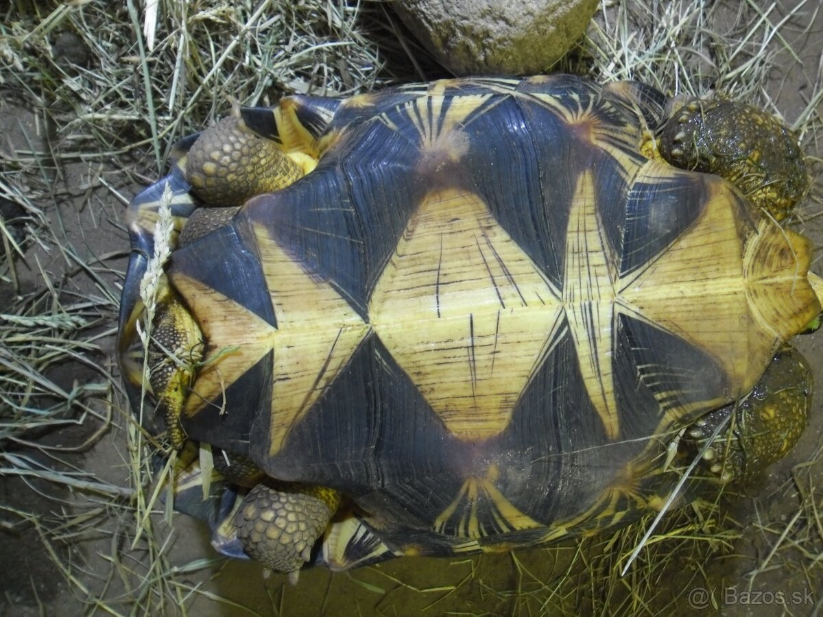 korytnačka lúčová - 2