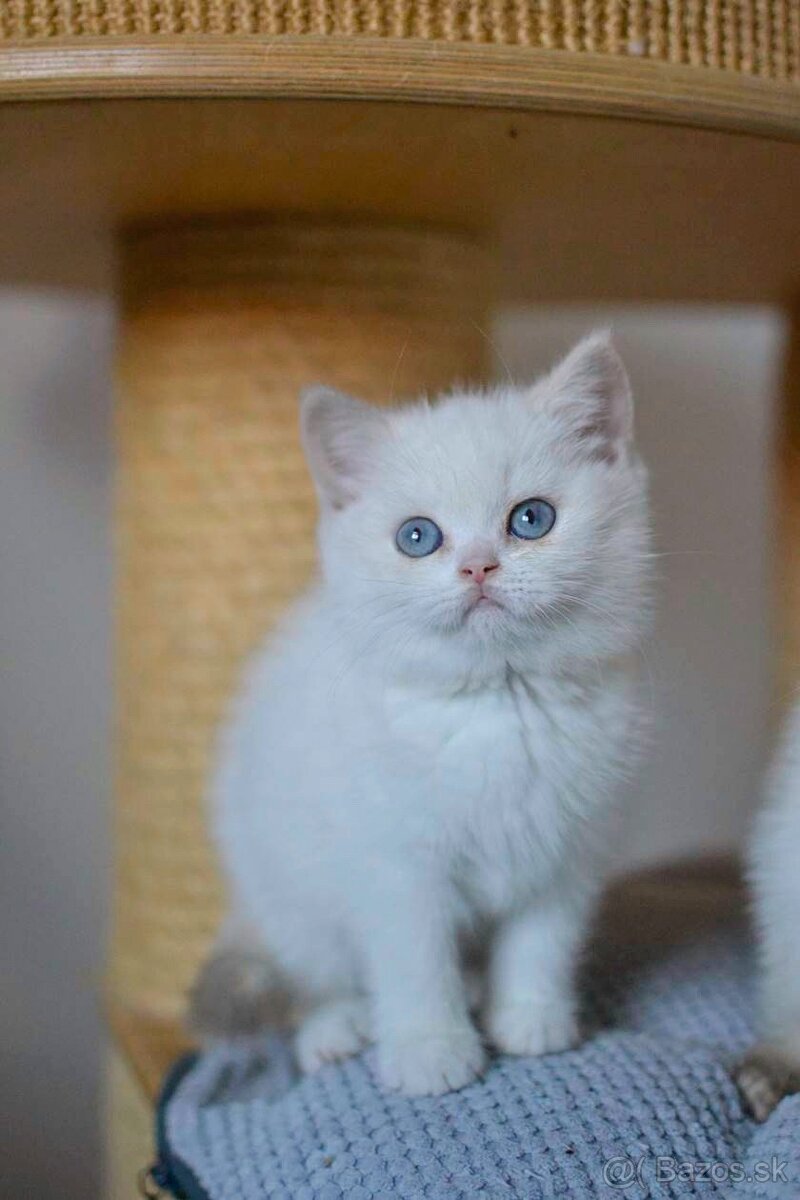 Britské mačiatka hľadajú nový domov - 2