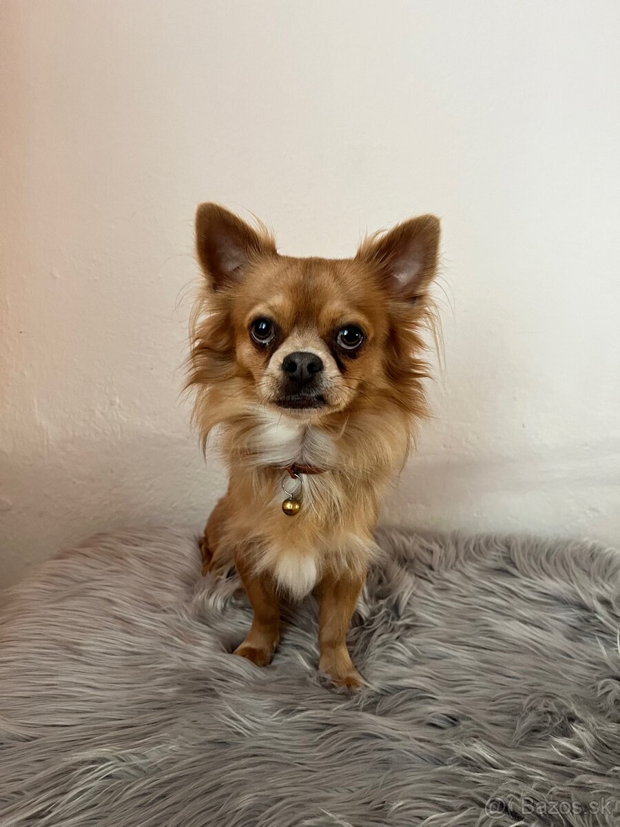 Čivava Pampi-fešák na krytie - 2