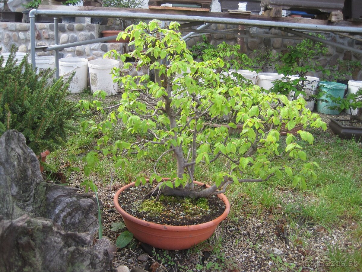 bonsai,bonsaj-hrab 6 - 2