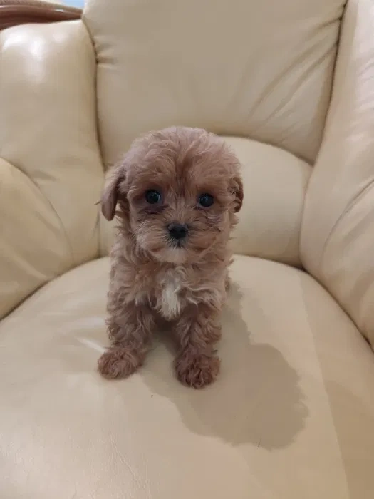 Maltipoo - 2