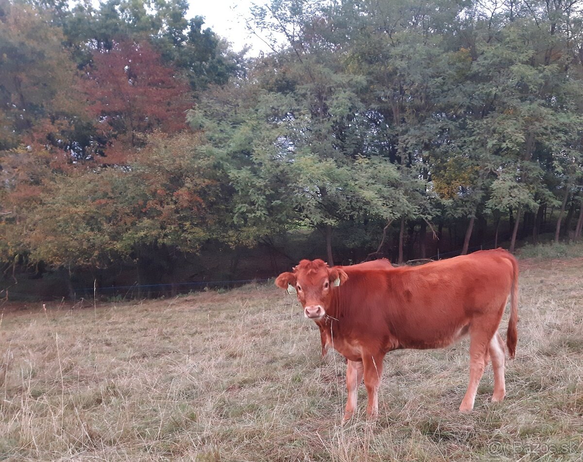 Predám jalovičku - 2