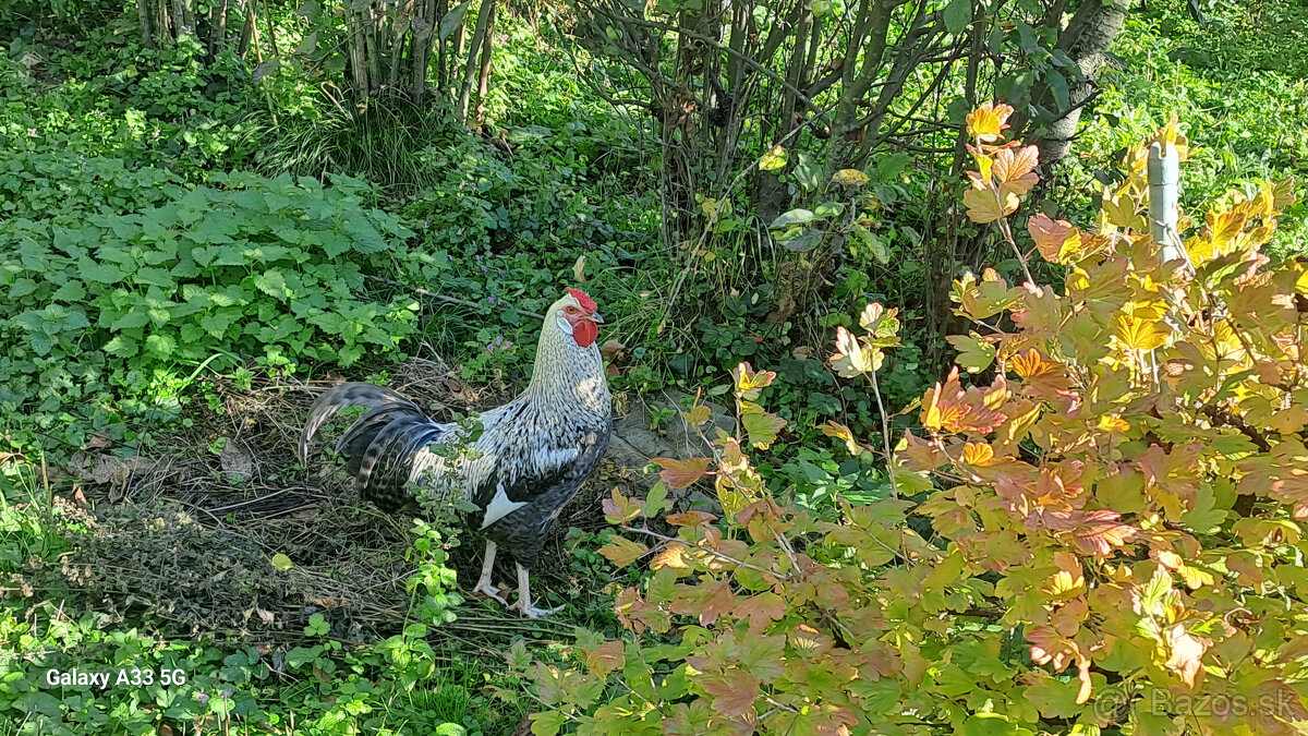 Predám kohútov - 2