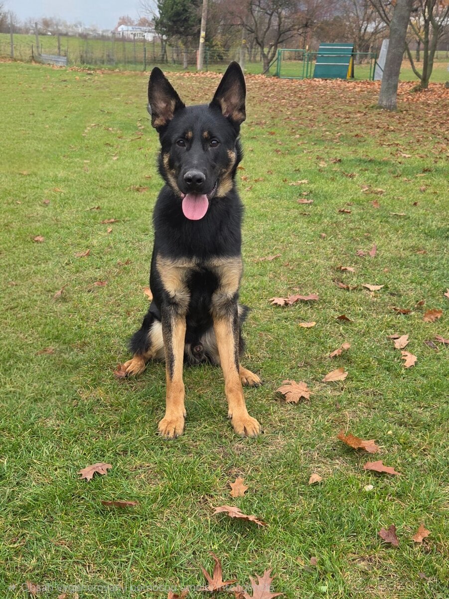 Nemecký ovčiak s PP na predaj. - 2