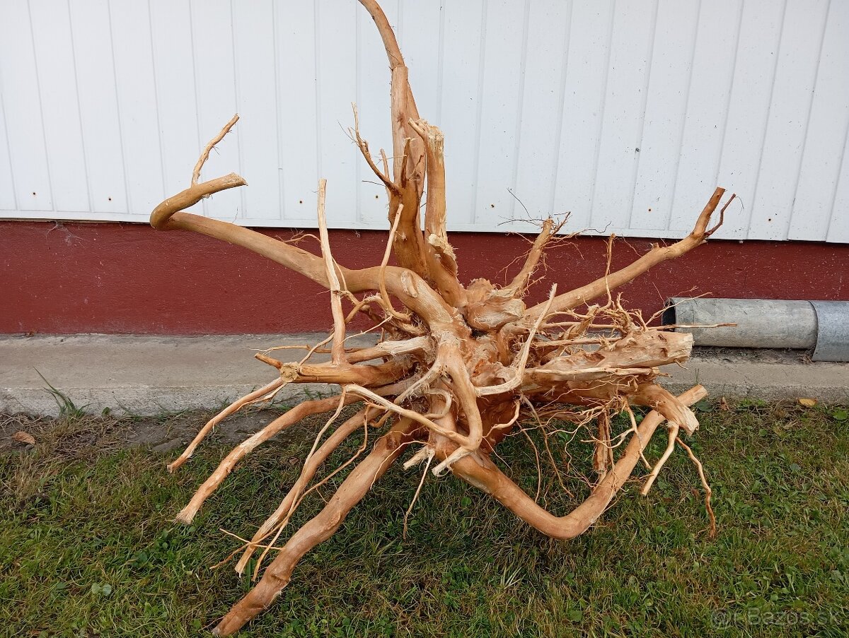 predam koren/samorast do akvaria - 2