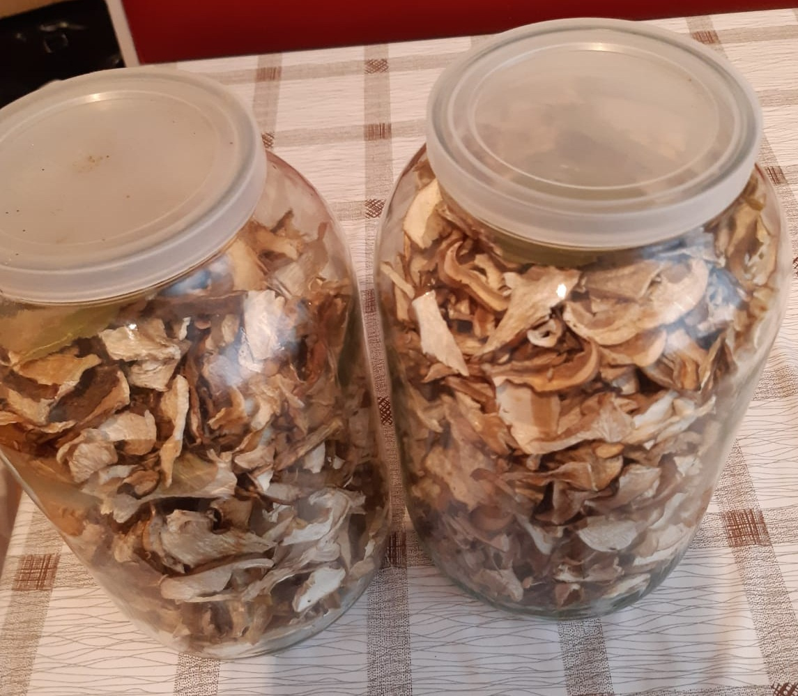 Sušené dubáky 2025 - 2