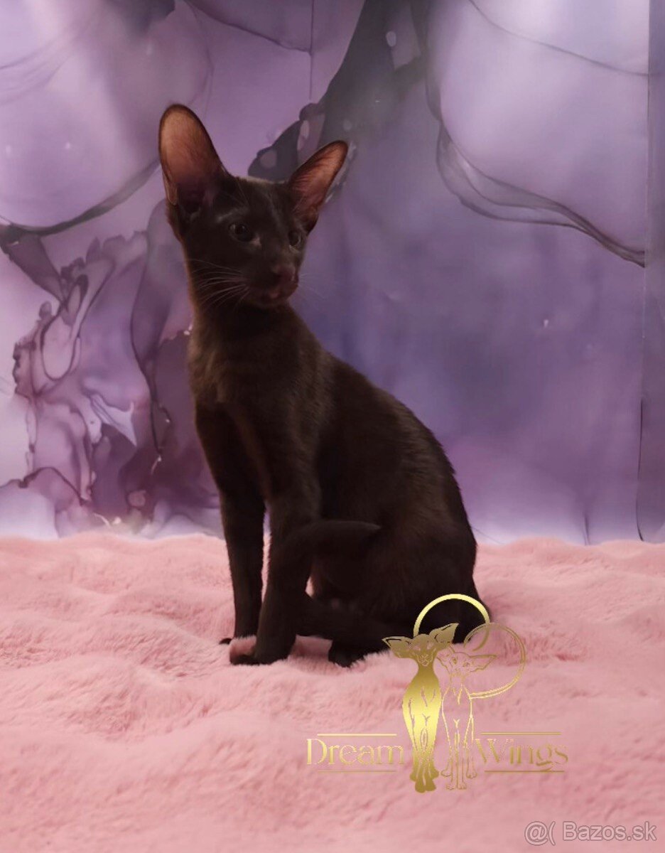 Orientálne mačiatka s PP - 2