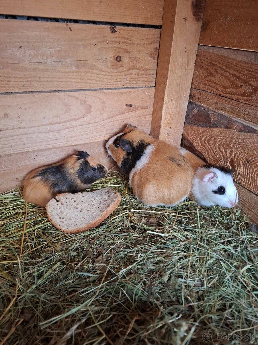 Morča , morské prasiatko, prasiatka - 2