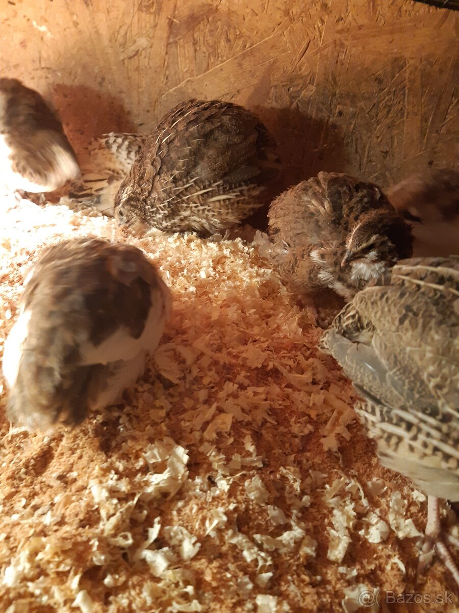 Japonské prepelice - 2