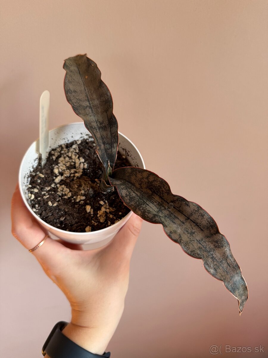 Sansevieria svokrine jazyky - 2