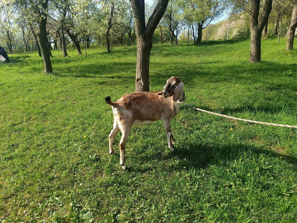 Predám anglonubijsku kozu - 2