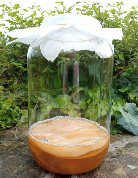 Čajová huba KOMBUCHA scoba+nálev - 2