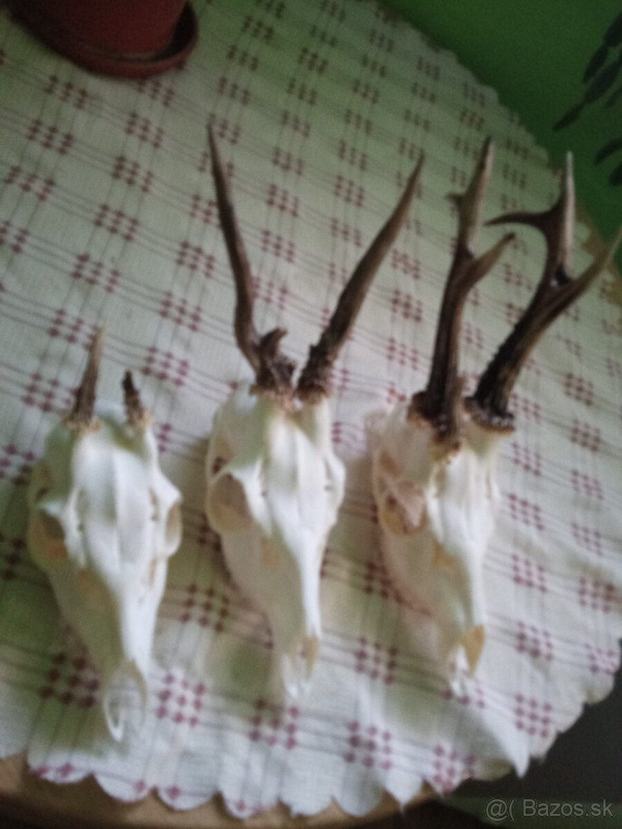 Vyvarim, vybielim trofeje. - 2