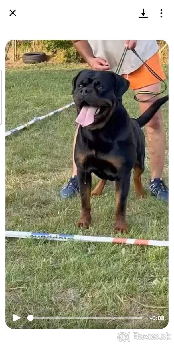 ROTVAJLER - šteniatka s PP - 2