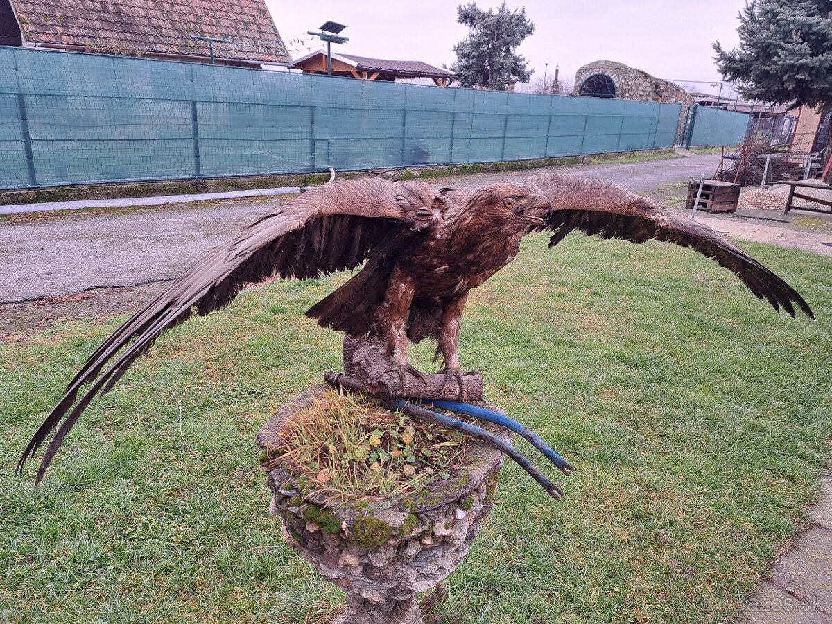 Preparát dravce - 2