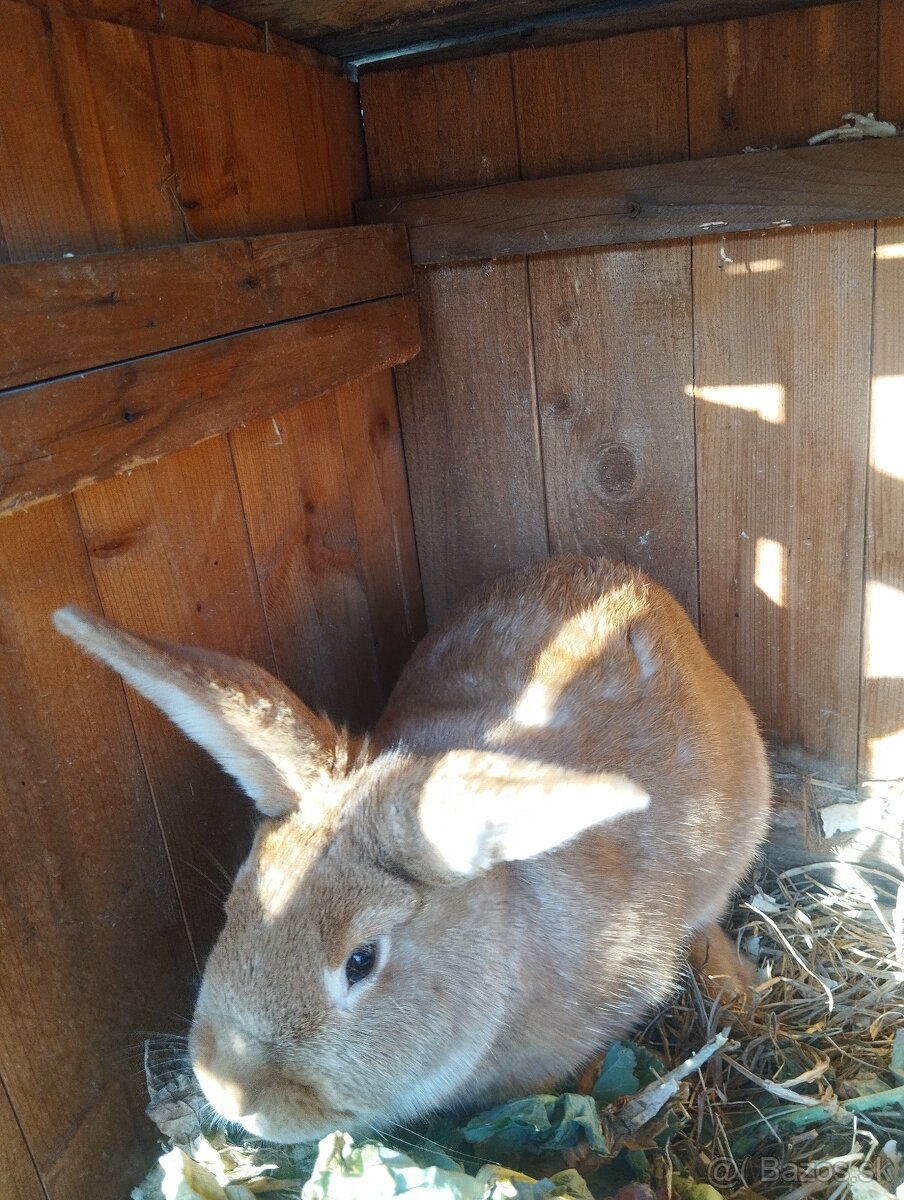 Predám mladé naparene samice - 2