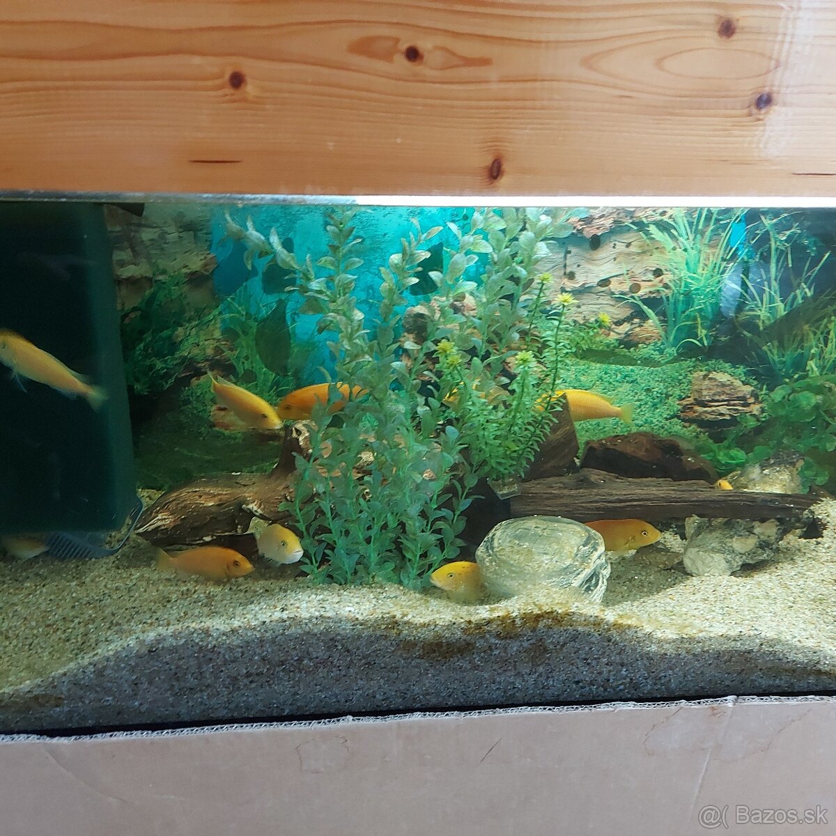 Predám rybky prípadne celé akvárium - 2