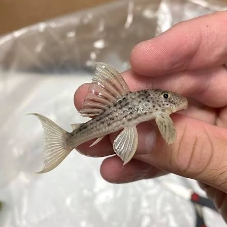 Ancistomus snethlageae L141 - 2