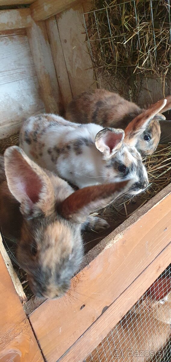 Burgundský králik, dalmatínsky rex - 2