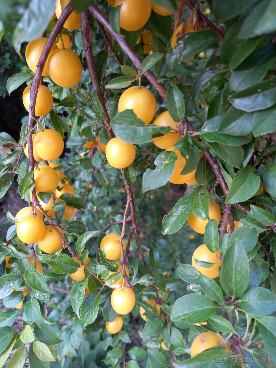 Mix mirabel - 2