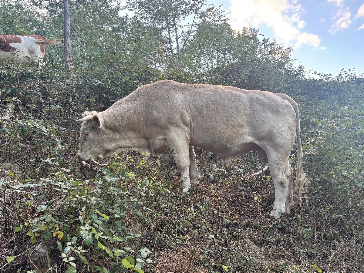 Býk charolais - 2