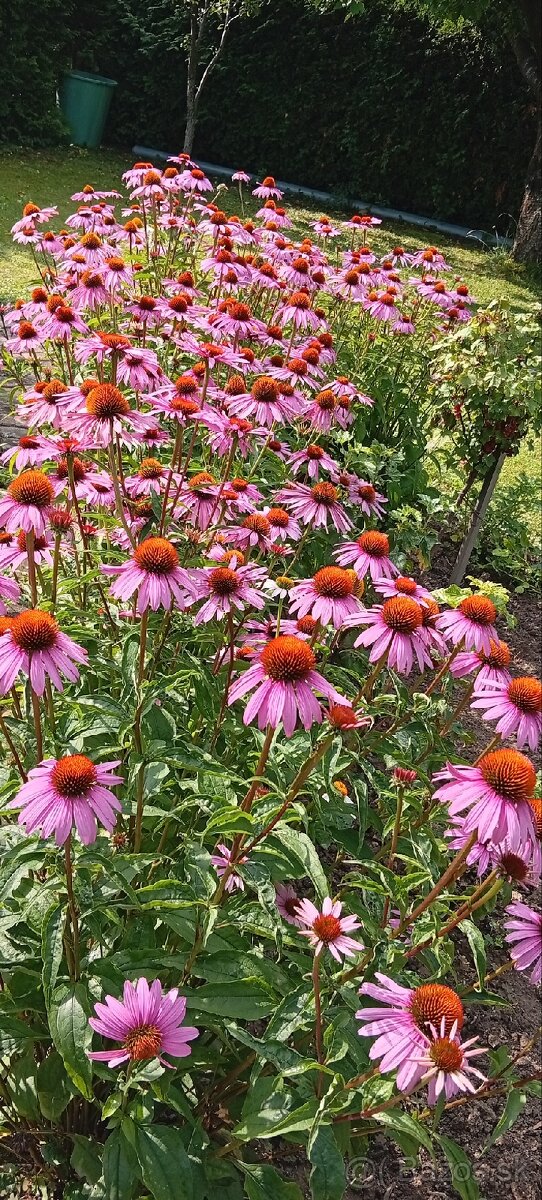 Echinacea - 2