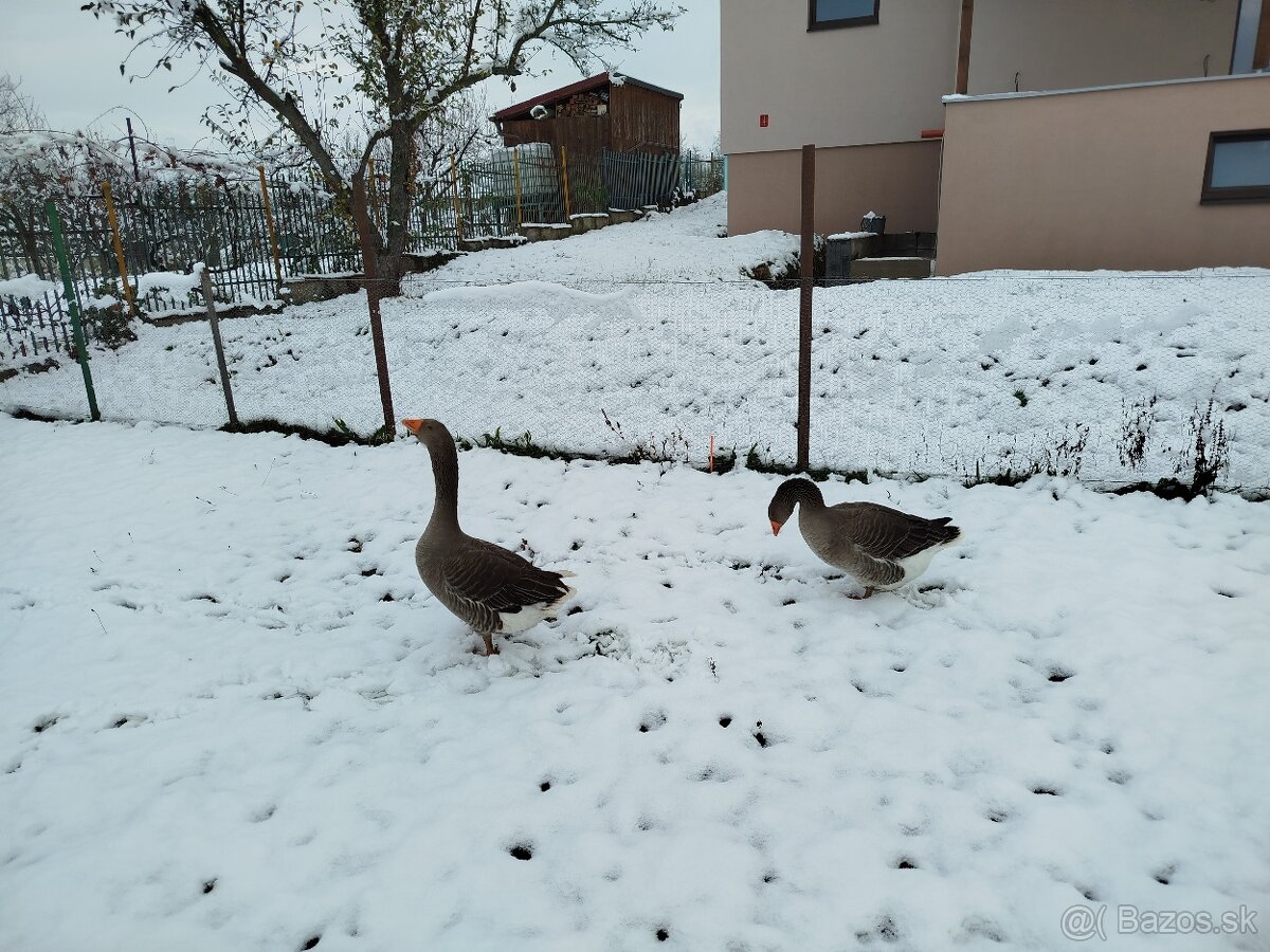 Predám pár Landeskych husí - 2