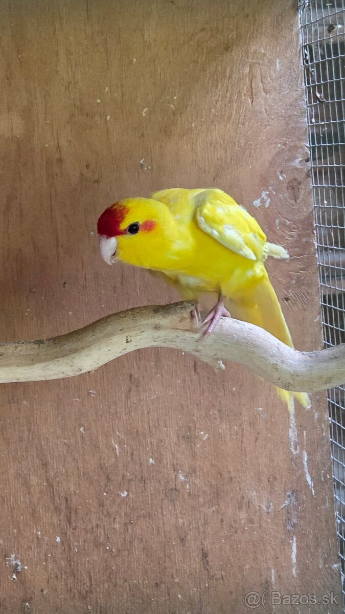 KAKARIK KAKARIKI ČERVENOČELÝ ŽLTÝ mladé - 2