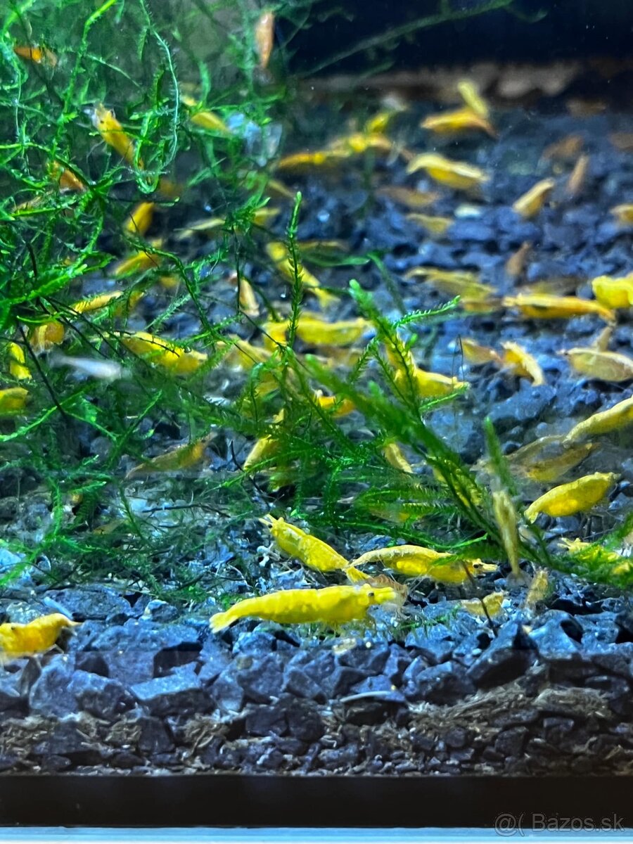 Krevety-Neocardinia yellow fire - 2