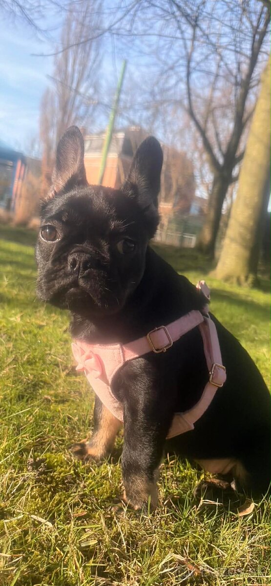 Francuzky buldoček - 2