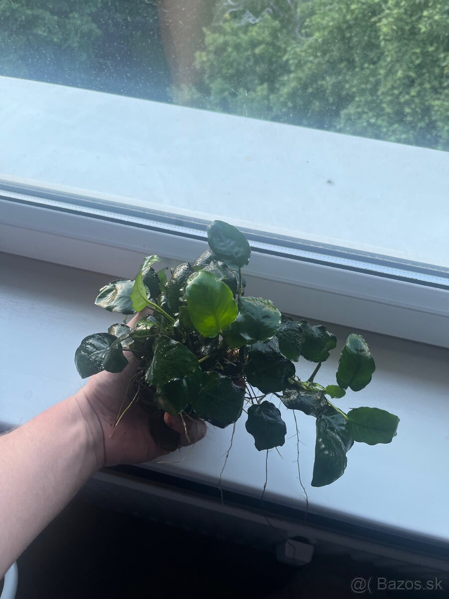 Anubias - 2